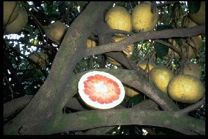 Citrus maxima 'Hirado Buntan Sämling USA'