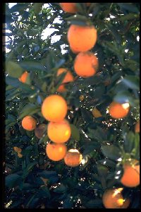 Citrus sinensis 'Khalily'