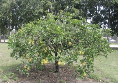 Citrus maxima 'LargePink'Baum im Citrus Arboretum Florida