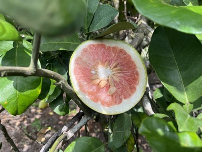Citrus maxima 'Siamese Pink'halbiert im Citrus Arboretum Florida