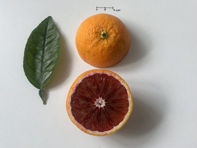 Citrus sinensis 'Moro'