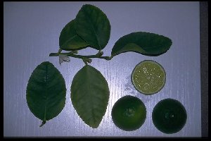 Citrus latifolia - Perische Limette