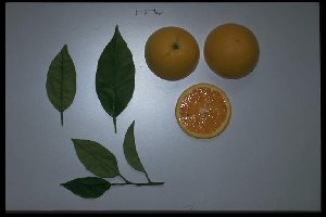 Citrus sinensis 'Tarrocco'